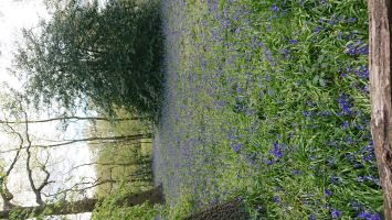 More bluebells at Kew.JPG