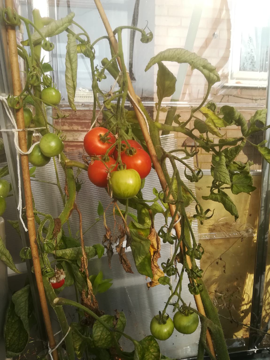 Last tomatoes.jpg